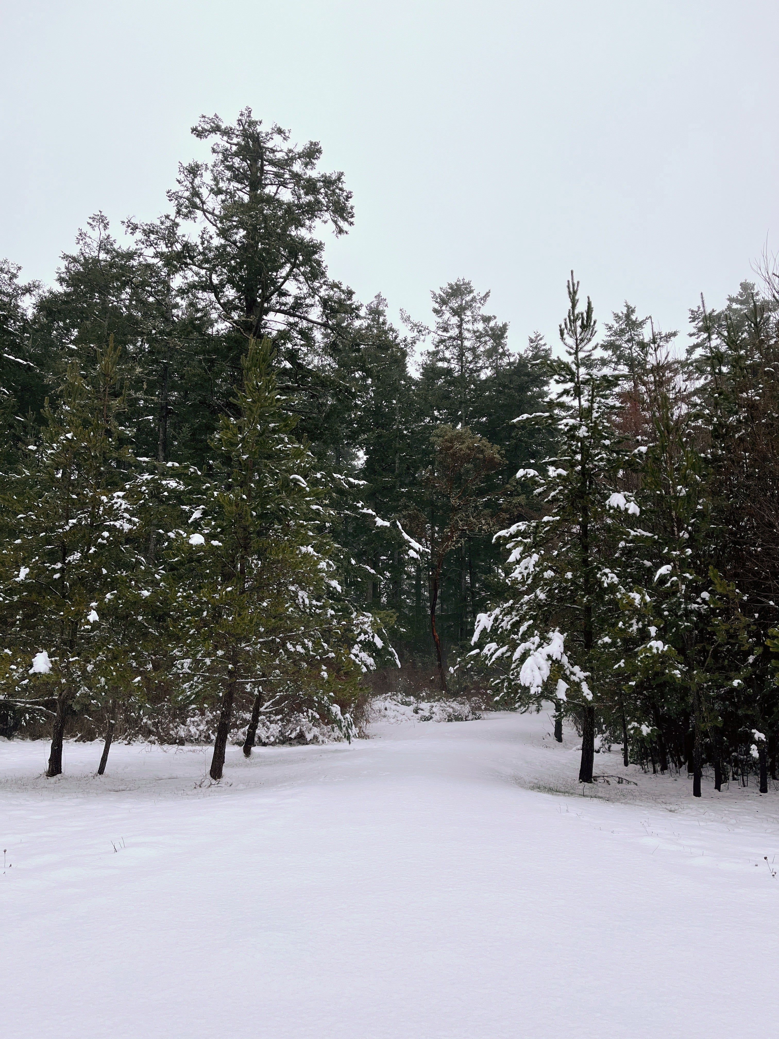 An image of pines in the fresh white snow.