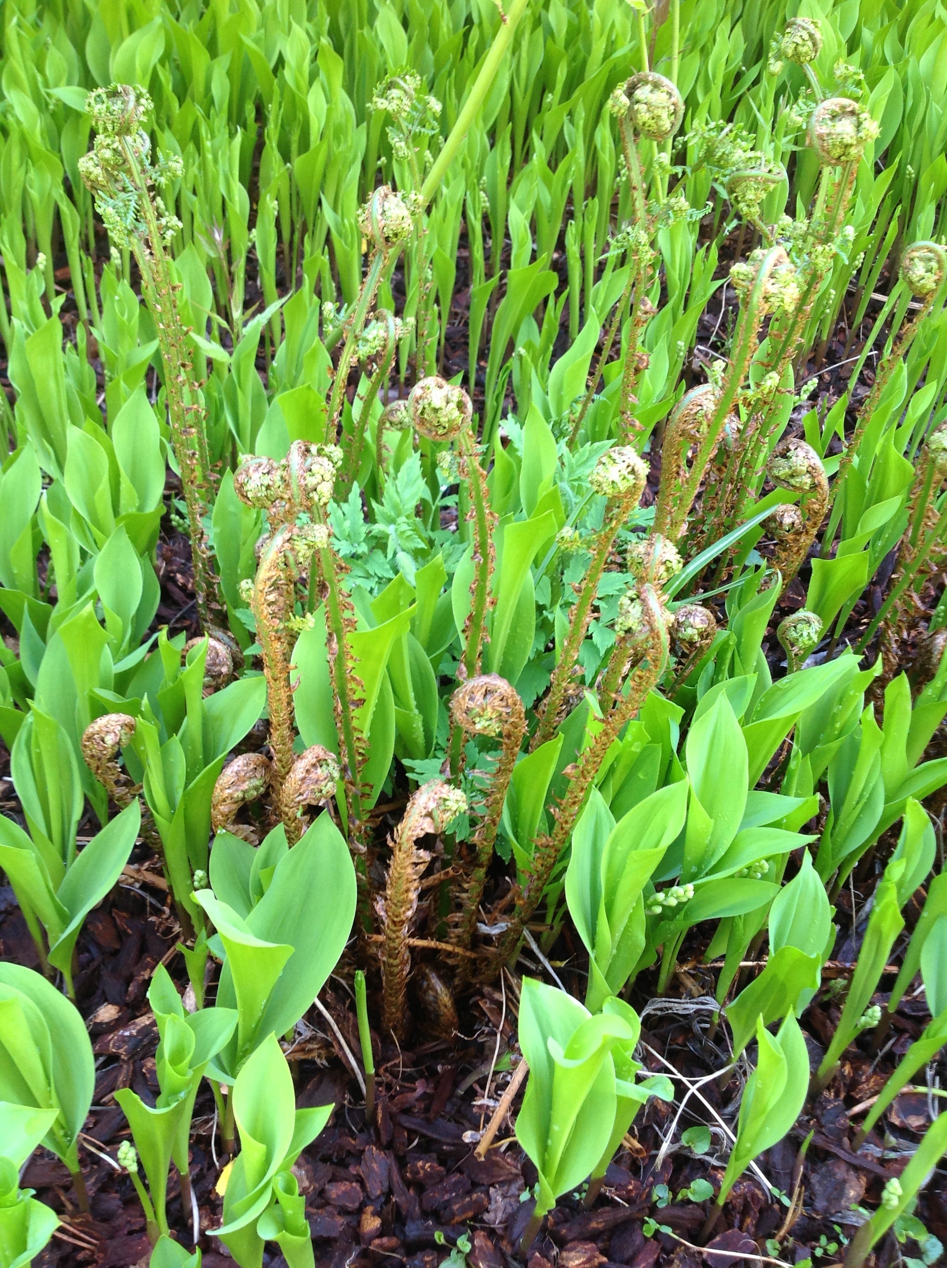 There will be growth in the spring!