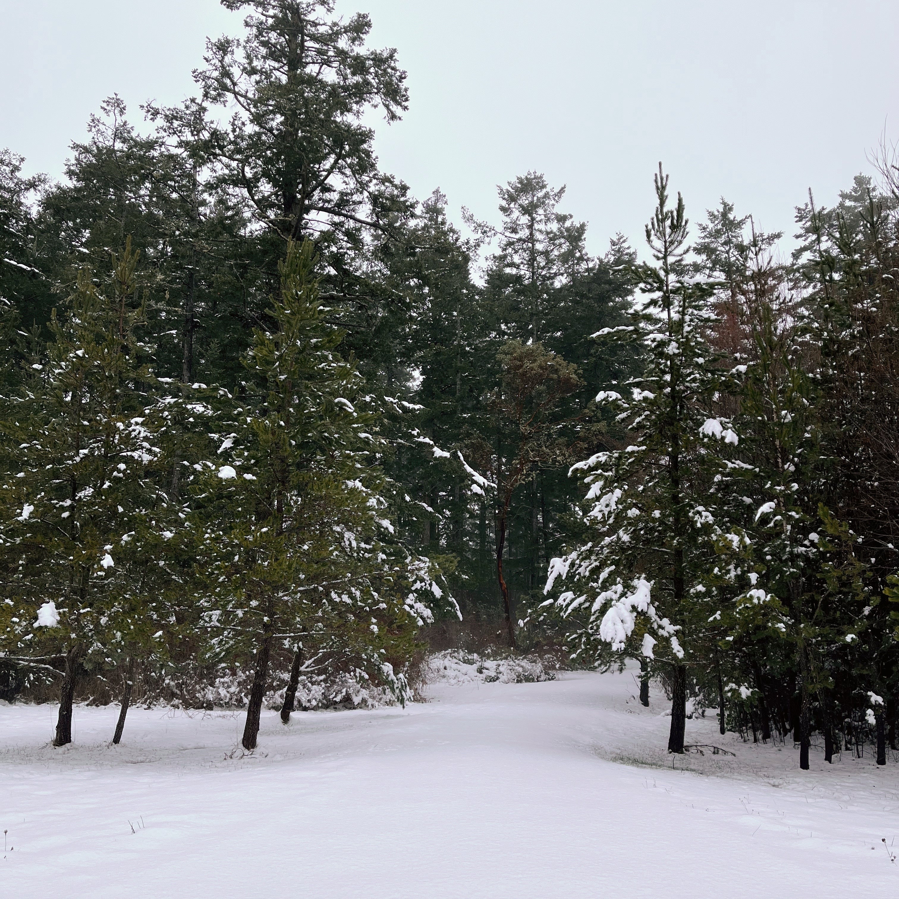An image of pines in the fresh white snow.