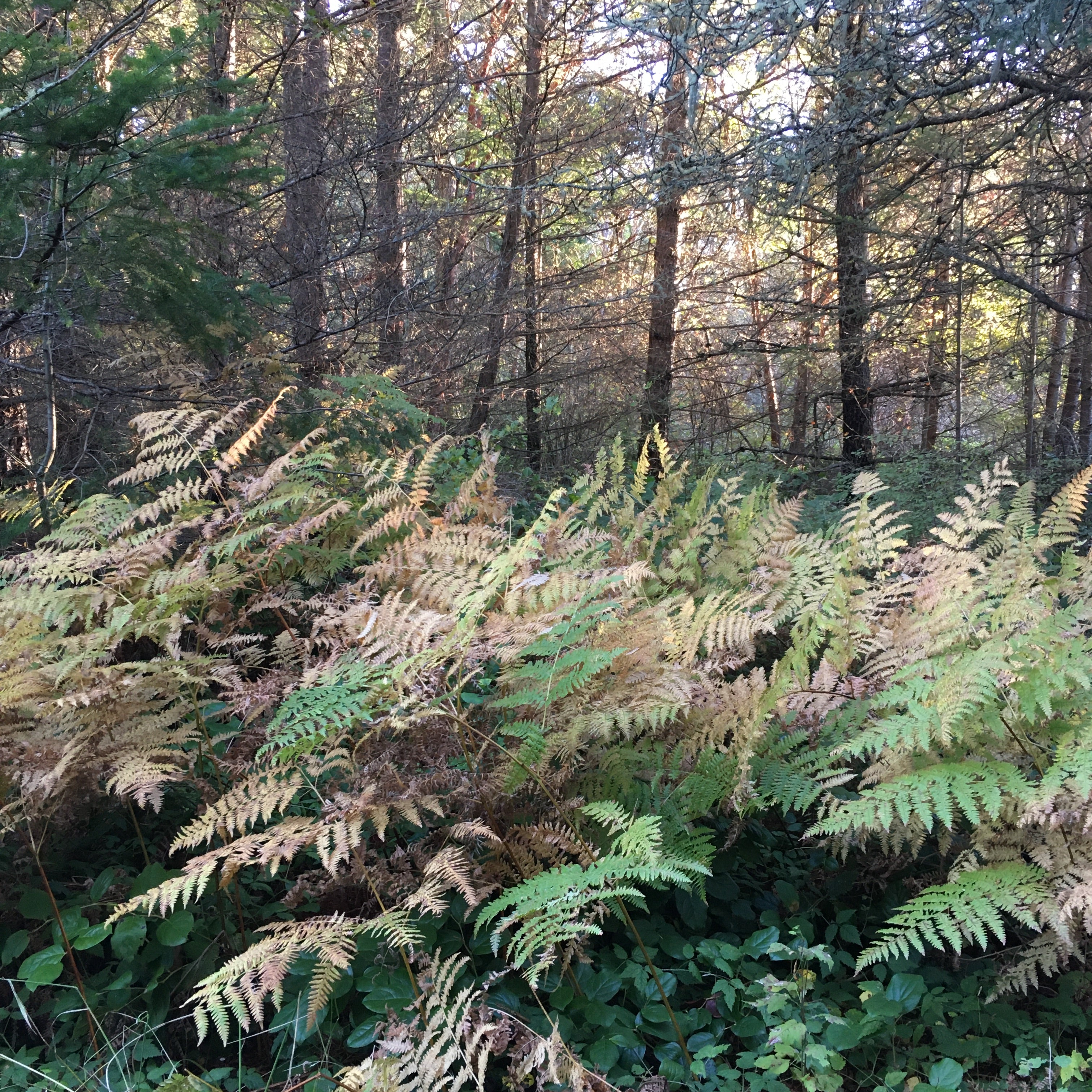 sun shining through the woods with ferns in the foreground
