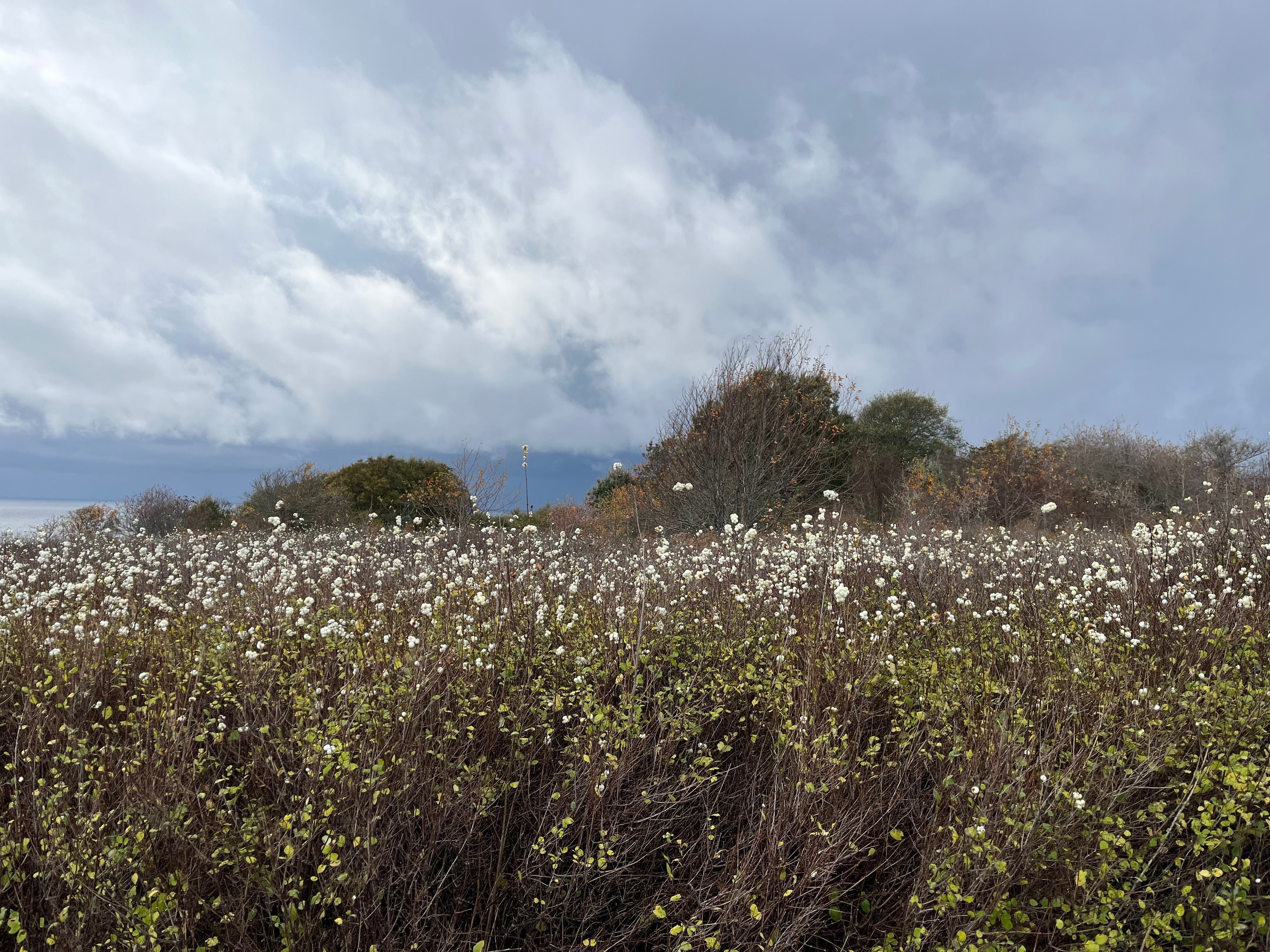 A fall morning at American Camp with dramatic clouds and gobs of snowberries.